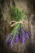 Frischer Lavendel