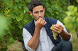 Man eating grapes in a vineyard