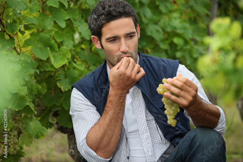 Foto: Man eating grapes in a vineyard Man eating grapes in a vineyard