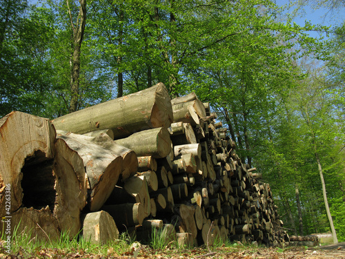 Photo: Holzstapel im Buchenwald Holzstapel im Buchenwald