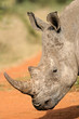 White rhinoceros