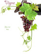 vigne, vin, grappe de raisin