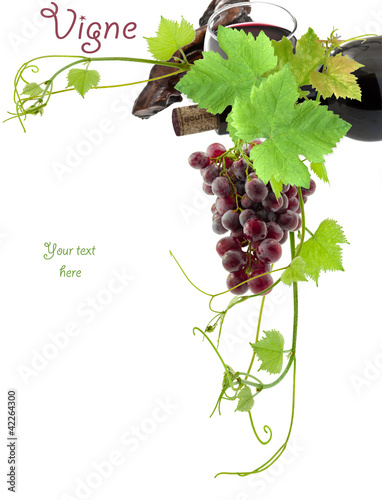 Foto: vigne, vin, grappe de raisin vigne, vin, grappe de raisin