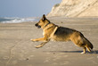Deutscher Schäferhund 99
