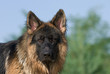 Deutscher Schäferhund 45