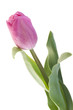 Photo: Pink fresh tulip Pink fresh tulip