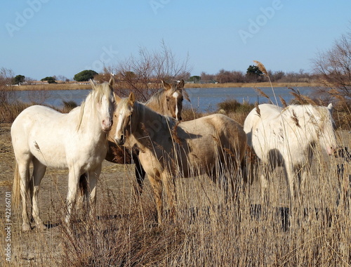 Photo: Chevaux de Camargue Chevaux de Camargue