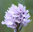 Neotinea Commutata