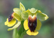 Yellow Ophrys