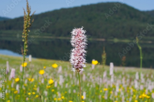Photo: flower flower