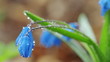 spring flowers