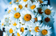 Photo: beautiful bouquet of camomiles beautiful bouquet of camomiles