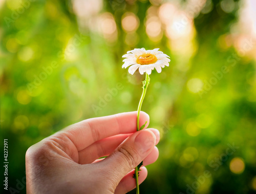 Photo: hand holding a small flower on a background of grass hand holding a small flower on a background of grass