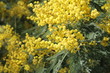 Ramo di mimosa