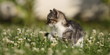 Katzenwelpe entdeckt die Welt