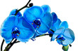 Blue orchid