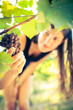Grapes in a vineyard being checked by a female vintner 