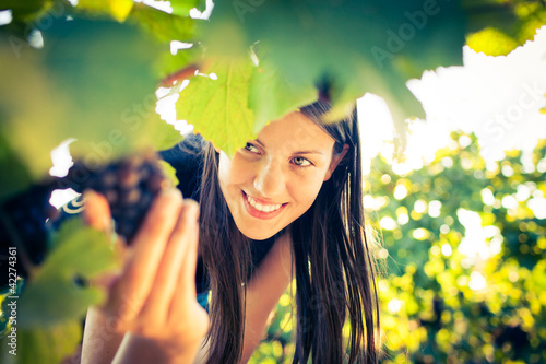 Photo: Grapes in a vineyard being checked by a female vintner Grapes in a vineyard being checked by a female vintner