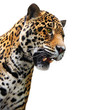 Foto: Jaguar head, wild animal isolated on white Jaguar head, wild animal isolated on white