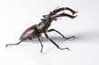 Foto: Hirschkäfer von der Seite Hirschkäfer von der Seite