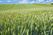 summer country wheat field
