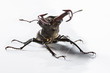 Foto: Hirschkäfer Hirschkäfer