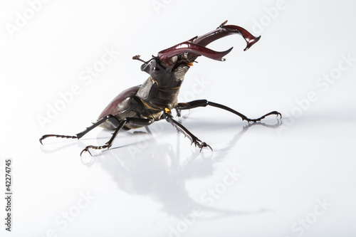 Foto: Hirschkäfer aufgerichtet Hirschkäfer aufgerichtet