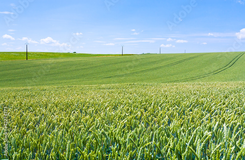 Photo: green wheat field under blue sky green wheat field under blue sky