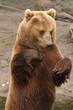 Stehender Braunbär