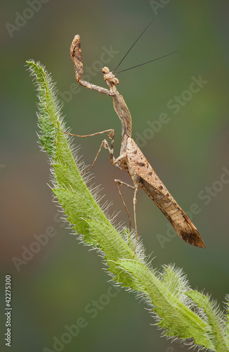 Foto: Mantis on spiny leaf Mantis on spiny leaf