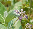 crown flower