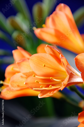 Foto: Amaryllis Amaryllis
