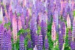 Lupine field