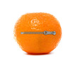 Fresh Clementine