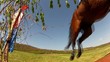 rider show jumping