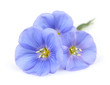 Foto: Flax flowers Flax flowers