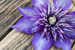 Clematis -  Multi blue
