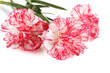 Beautiful carnations isolated on white