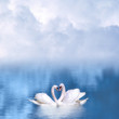Graceful swans in love