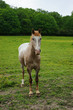 Foto: Animal cheval 04 Animal cheval 04