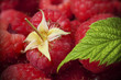 gros plan de framboises et feuille