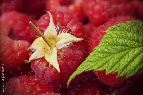 Foto: gros plan de framboises et feuille gros plan de framboises et feuille