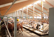 Bovine livestock