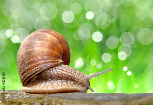 Photo: Garden snail (Helix aspersa) Garden snail (Helix aspersa)