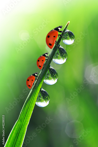 Foto: fresh morning dew and ladybirds fresh morning dew and ladybirds