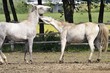 Horse fight