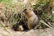Photo: Family gophers (Ground Squirrel) Family gophers (Ground Squirrel)