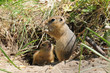 Photo: Family gophers (Ground Squirrel) Family gophers (Ground Squirrel)