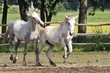 Horse fight