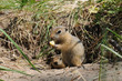 Photo: Family gophers (Ground Squirrel) Family gophers (Ground Squirrel)